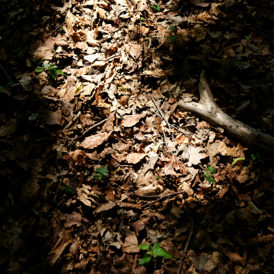 Autumn 1, par Xavier E. G. Dierick